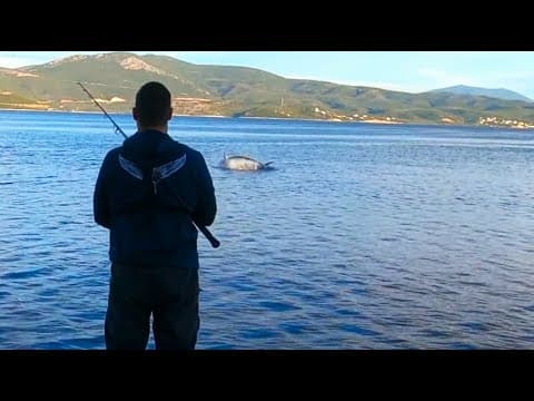 Think Twice Before Hooking a ~3m 200+ kg Bluefin Tuna from Shore - Popper Live Strike &amp; PE10 fight