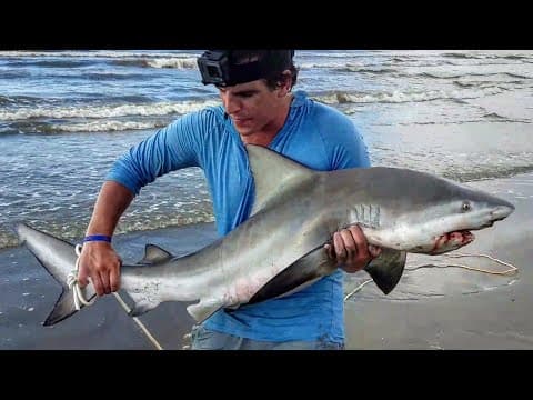 How to Catch A Shark from The Land: for Beginners