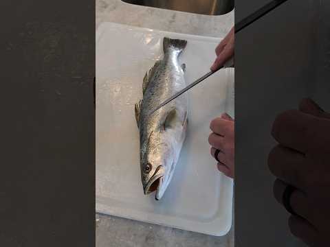 How to Fillet a Speckled Sea Trout. #fishing #fillet #surffishing #trout #shorts