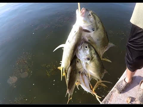 Jack Crevalle Fishing With Lures Catching Jacks Near Flats Bridges