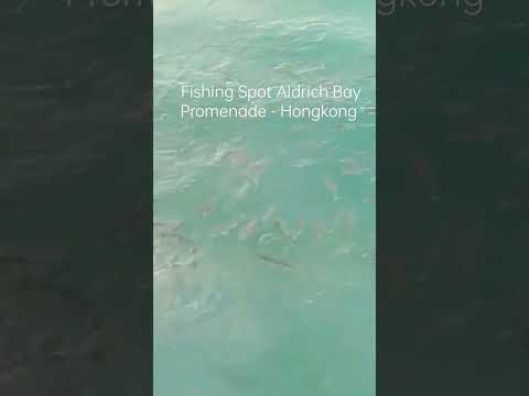 Fishing Spot Aldrich Bay Promenade - Hongkong #alive #shorts