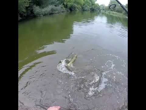 Busse woods musky! 32&quot;