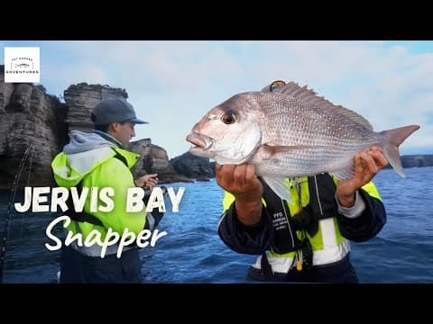 JERVIS BAY SNAPPER