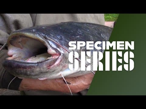 How To Catch Catfish - Rigs, Tips & Tactics