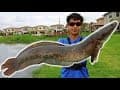 Catching GIANT snakehead in South Florida!! - How to catch snakehead