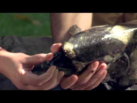 How To Identify Chinook Salmon and Steelhead Trout | Indiana DNR