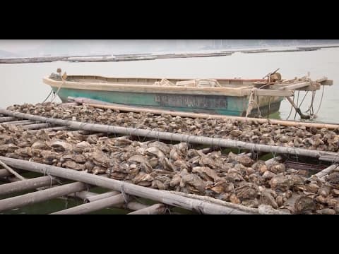 How Science is Saving Hong Kong’s Oyster Industry