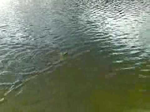 one more shing Mun fishing.mp4