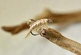 Scud Nymph Fishing Flies | Choose from Olive, Tan & Pink | Mustad Signature Fly Hooks | Perfect for Trout (1 Doz Tan Assortment)