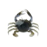 Savage Gear 3D Crab PVC Fishing Lure, Blue Crab, 3 in, Natural Appearance & Movement, Scent-Infused