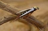 Tungsten Bead Head Prince Nymph Fly | 1 Dozen Flies (Hook #14)