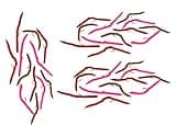 San Juan Worm Fishing Flies | 36 Flies | Tri-Color Assortment All Hook Size 14