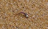 Tungsten Bead Purple Rainbow Warrior Midge Nymph Fly | 12 Flies | Mustad Signature Hooks (Assortment)