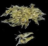 10 Pcs Simulation Fake Bait Grass Shrimp Lures 4cm Soft Shrimp Bait Fishing Gear Cost-Effective Convenient Soft Lures Attractants