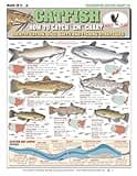 How to Catch 'Em Catfish Identification #13 (Identification, Rigs, & Fishing Strategies) - Waterproof Quick Reference Guide