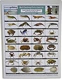 America Go Fishing - Bait Catching Fish and Sea Life Card 2 - South Atlantic and Gulf of Mexico