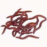 BeeSpring 100PCS Worms Soft Fishing Lure Baits