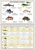 Florida Saltwater Fish Identification Book with FWC Rules, Regulations, Limits, and Sizes with 90+ Marine and Shark Photographs, Waterproof Fishing Guide, Angler and Fishermen Booklet