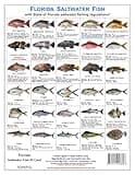 Tackle Box I.D. Florida Saltwater Fish Identification Card Set - 3 Doublesided Waterproof Cards Showing 60 Common Fish and 17 Sharks in True-to-Life Photographs with FWC rules.