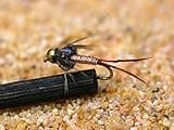 12 Flies - Copper John Bead Head Nymph Fishing Fly Ties on Mustad Signature Fly Hooks (Hook #14)