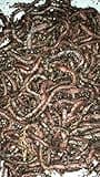 BESTBAIT 2 lbs. PANFISH European Nightcrawlers Approx. 500-650 Count Composting Worms Live Fishing Bait