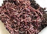 96ct European Nightcrawlers Worms - Fishing Bait, Composting or Pet Feed