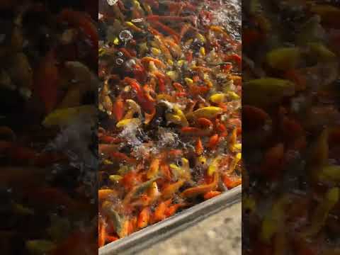 How do I catch a fish?