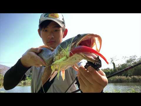 Which Hong Kong reservoirs have snakehead and how can I target them with bait and lures?