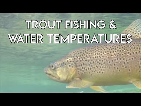 How does seasonal temperature differential affect rainbow trout feeding patterns in lakes?