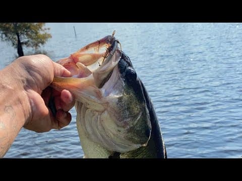 How can I catch bass in a North Carolina mill pond?