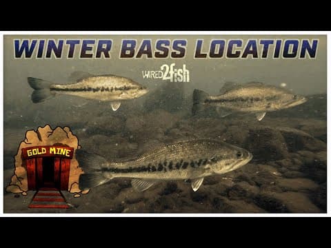 Tips for bass fishing Castaic Lake in winter?