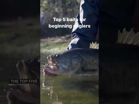 What are the best baits for beginner fishermen?