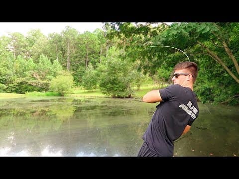 What lure should I use in a small body of water with very finicky newly added largemouth bass?