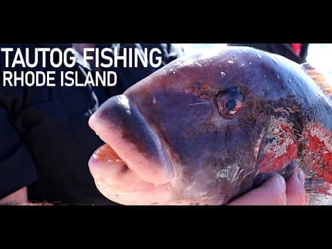 How can I catch Tautog in Rhode Island?