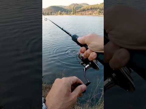 How can I fish for seabass in Guardamar del Segura?