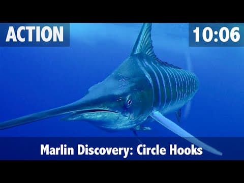 How do you catch marlin?