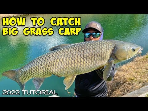 How can I catch a grass carp?