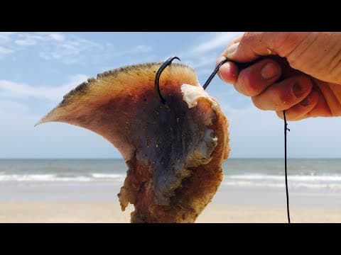 How do you fish for sharks from the shore?