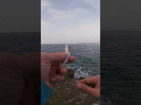 What are the best lures for catching bonnies?