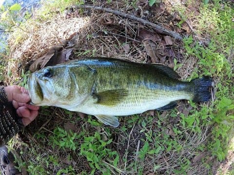 What is the best place in Towson to catch bass?
