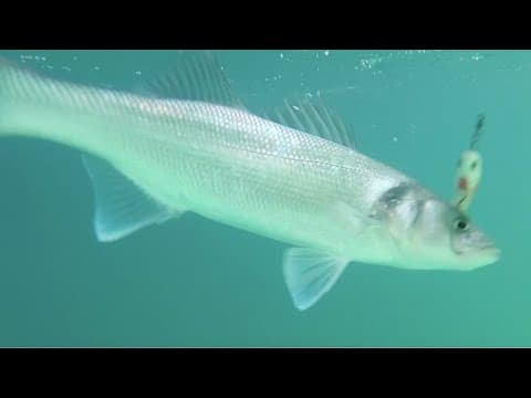 How do I catch sea bass effectively?
