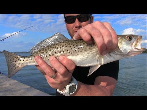 What can you catch using live speckled trout while fishing deep?