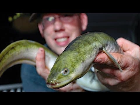 How do I catch an eel?