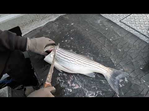 What are striped bass biting on currently in New Jersey?