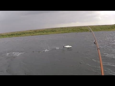 What is the best size and color for a Pink Pollywog when fishing for Kenai Dolly Varden in August?