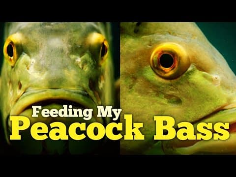 How does a peacock bass feed?