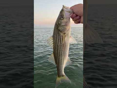 How do I catch striped bass?