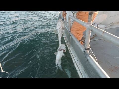 How to catch cod?