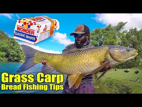 How to catch a grass carp with a lure?