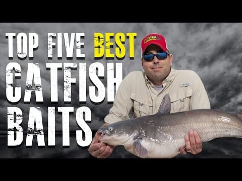 What is the best bait for channel catfish?